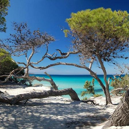 T2 Pour 4 Pers, Charmante Residence Avec Piscine Oletta (Corsica) Exterior foto