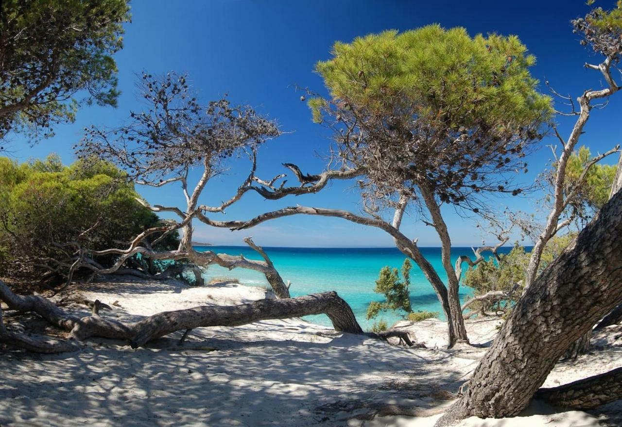 T2 Pour 4 Pers, Charmante Residence Avec Piscine Oletta (Corsica) Exterior foto